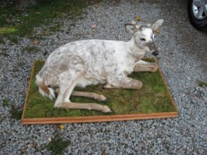 albino deer mount