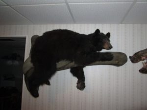 Bear mount