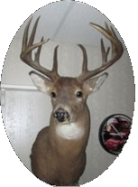 taxidermist Deer mount