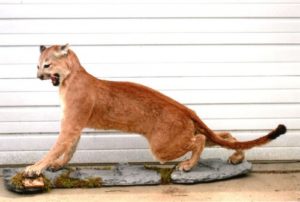 Cougar mount