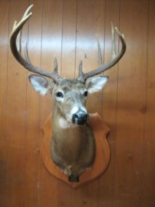 Deer mount head