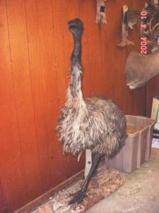 Emu mount