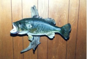 Fish mount