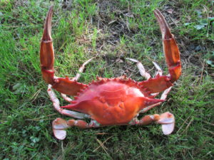 Full Crab