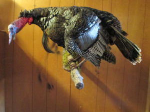 Roosting-Turkey